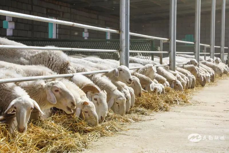 欣海牧業(yè) “牧”歌嘹亮，奏響鄉(xiāng)村振興肉類新篇章