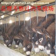 肉?？茖W(xué)飼養(yǎng)管理技術(shù)要點(diǎn)解析