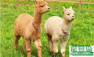 2017年養(yǎng)羊駝賺錢嗎？前景與市場(chǎng)價(jià)格行情深度解析