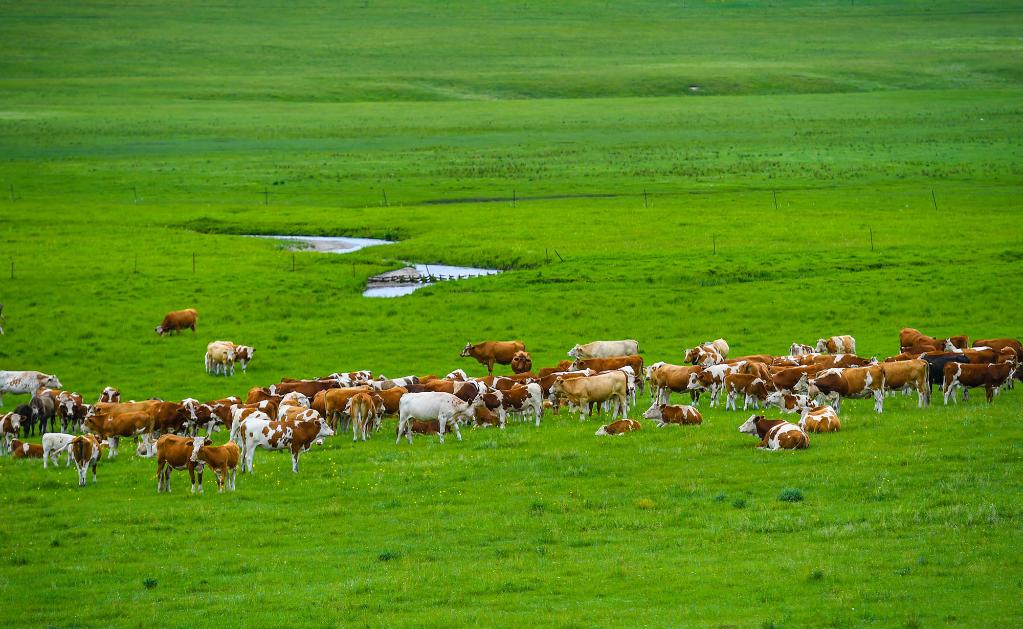 帶薪休牧的內(nèi)蒙古草原 守護(hù)綠色屏障，賦能現(xiàn)代畜牧業(yè)